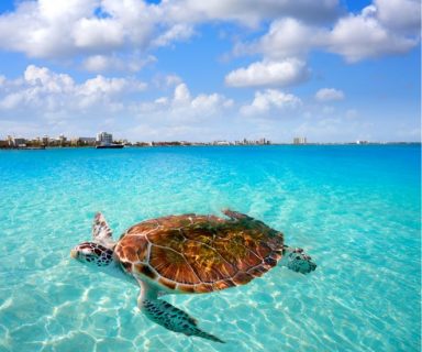 A sea turtle in the water off the coast of Mexico