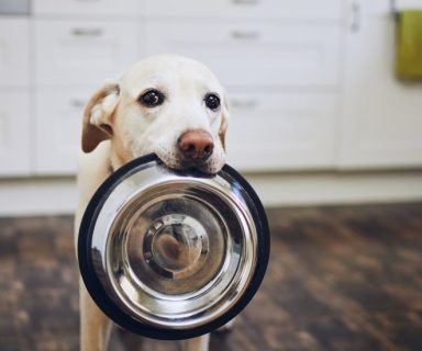 A picture of a golden lab dog holding its empty food bowl in its mouth.